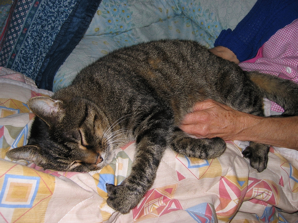 Micky dort sur Maman 01.jpg